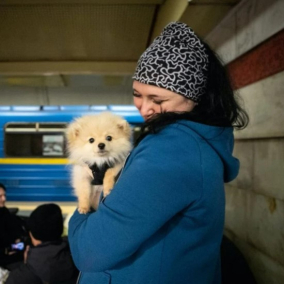 Транспортна комісія Київради підтримала петицію про дозвіл перевезення собак у метро