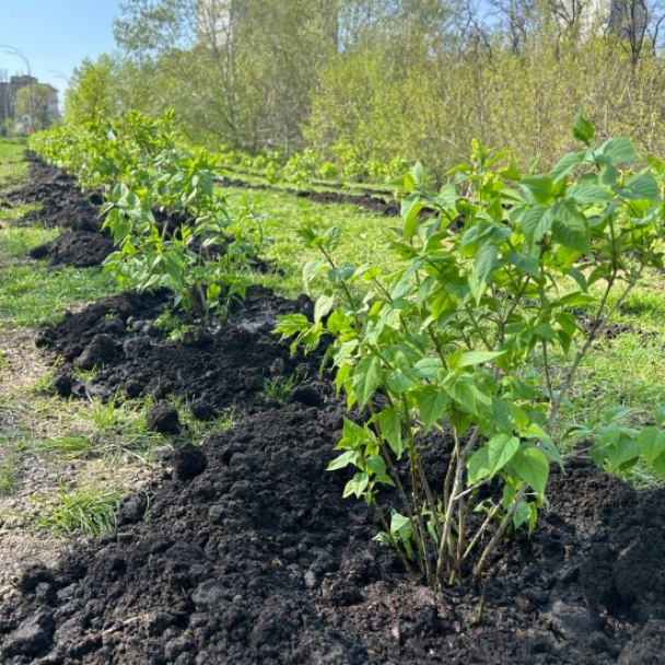У Протасовому Яру створили Алею пам’яті: фото