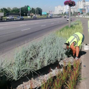 Уздовж проспекту Бажана висадили багаторічні трави для захисту від шуму й пилу з дороги