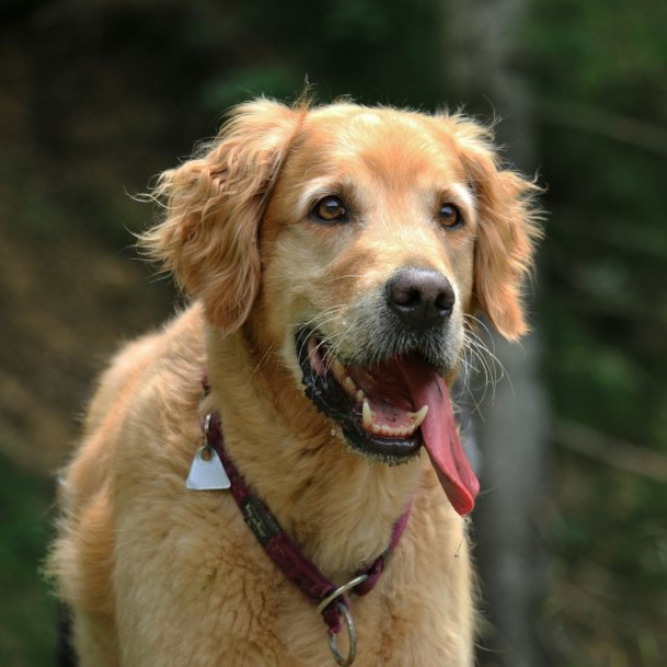 Українські розробники запустили соцмережу для власників собак: які функції там є