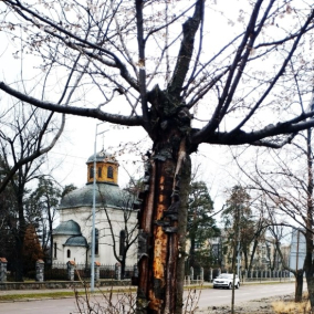 У Дніпровському районі масово гинуть сакури: “Київзеленбуд” пояснив причину