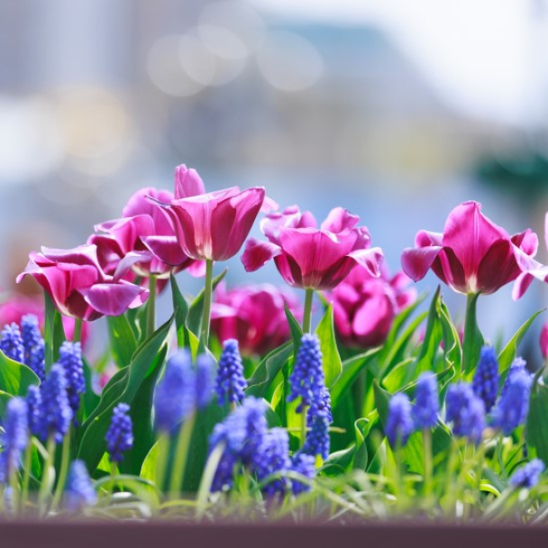 У Києві розквітли перші тюльпани: де їх можна побачити