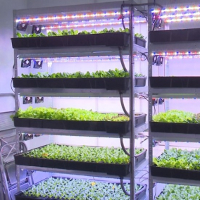 У Вінниці відкрили вертикальну сіті-ферму: там вирощують салат без землі й лопат