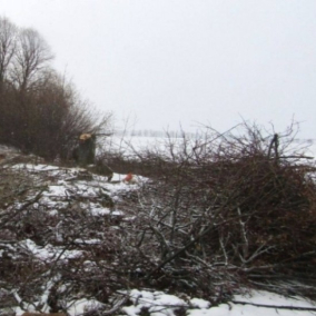 В Киевской области незаконно срубили 348 деревьев более чем на 2,4 млн грн
