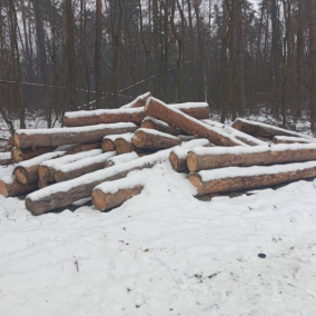 У заповідній зоні під Гостомелем вирубали дерева