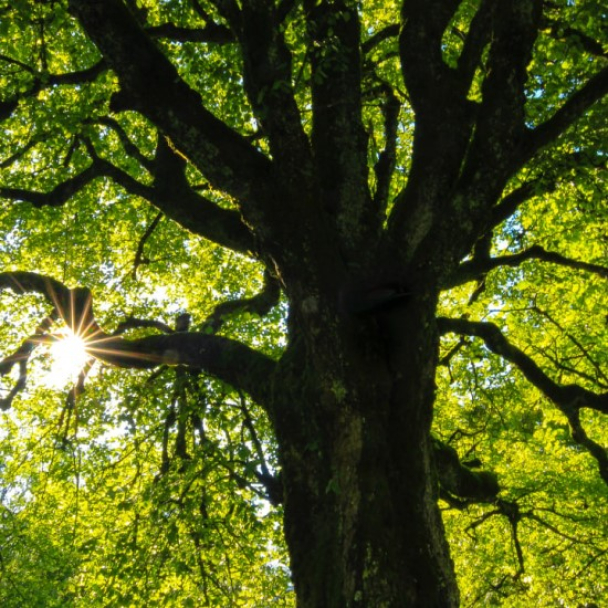 В Голосеевском районе создадут новый ботанический памятник с 200-летними дубами