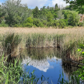 Парк біля Совських ставків передадуть «Київзеленбуду» на збереження