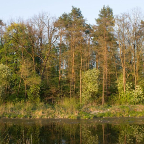 У власність громади повернули землі Біличанського лісу вартістю 6 млн грн