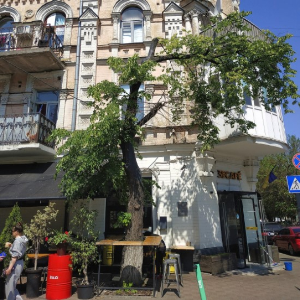 На Подолі врятували липу, яку обрізали комунальники: фото