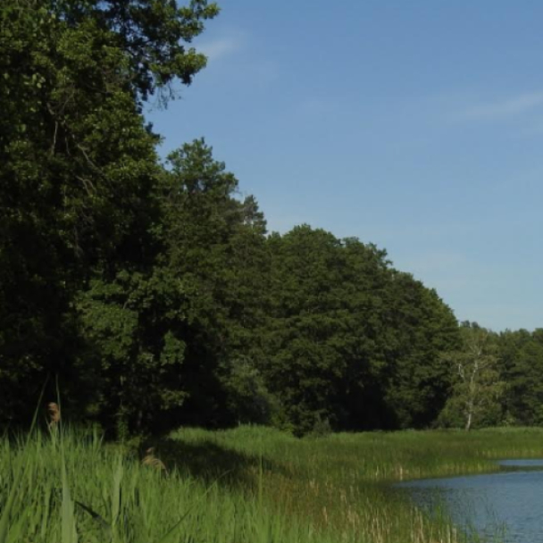 Майже 100 га Біличанського лісу можуть забудувати