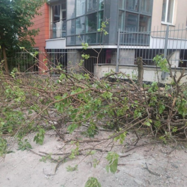 На Січових Стрільців вирубують дерева заради паркінгу