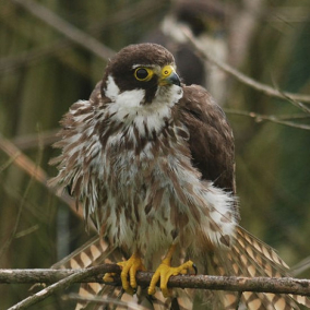 В Голосеевском районе создадут зоологический памятник природы «Роща хищных птиц»