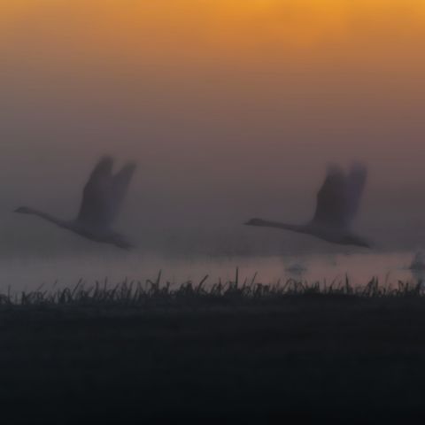 «Я провів чотири роки серед птахів»: щоденник бьордвотчера