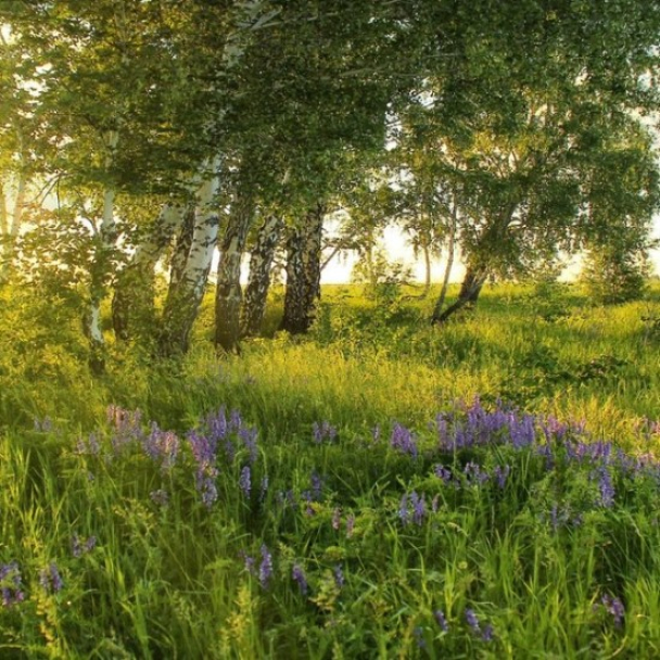Суд вернул общине Киева заказник «Троещинские луга», но активисты заявляют, что это не конец