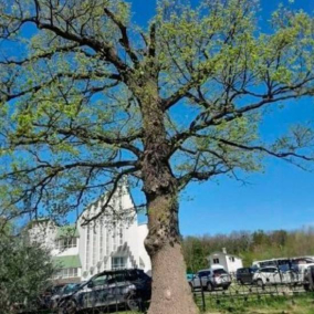 Біля 180-річного дуба у Львові обмежать паркування