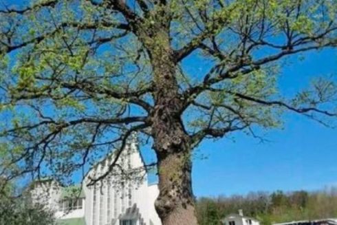 Біля 180-річного дуба у Львові обмежать паркування