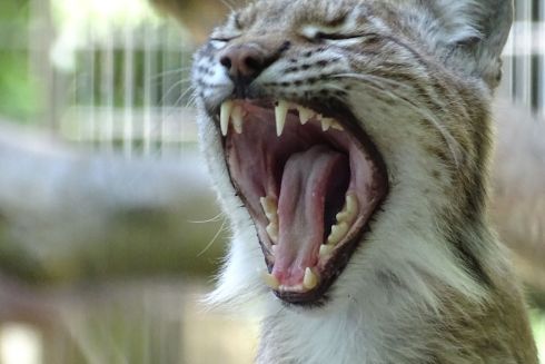 Зоопарк у Данії закликав жертвувати домашніх тварин на корм хижакам