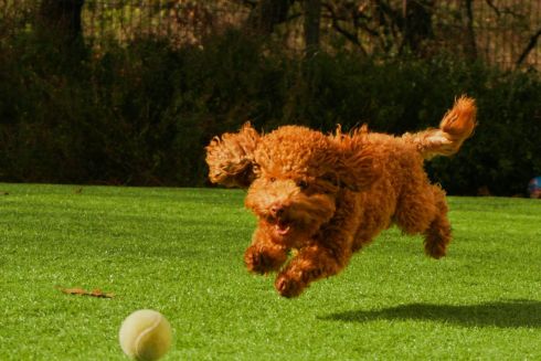 У Києві створюють мапу місць для вигулу собак та просять киян долучитися до опитування