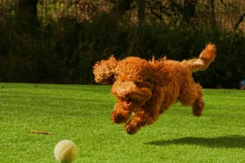 У Києві створюють мапу місць для вигулу собак та просять киян долучитися до опитування