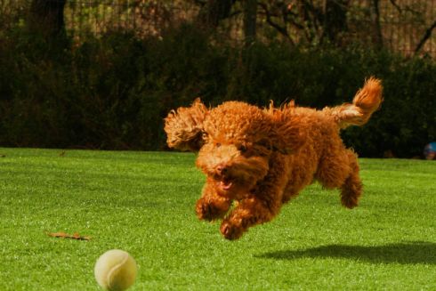 На Подолі з'явився «Песопарк» для вигулу і тренування собак: відео