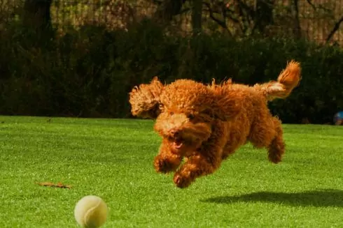 На Подоле появился &laquo;Песопарк&raquo; для выгула и тренировки собак: видео