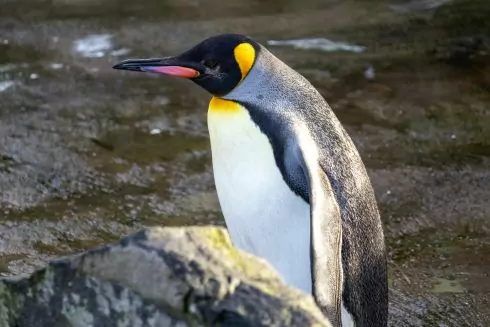 Імператорські пінгвіни можуть зникнути через потепління в Антарктиді &mdash; науковці