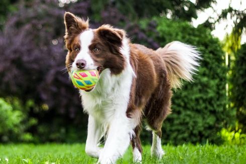 Фото. Поблизу Дарницької площі відкрився новий майданчик для вигулу собак