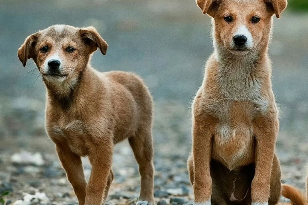 У Києві ідентифікували майже 5 тисяч безпритульних тварин