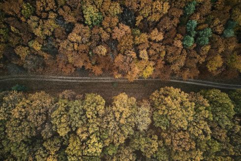 У Київській області ще мінімум рік не можна буде ходити до лісу – ДСНС