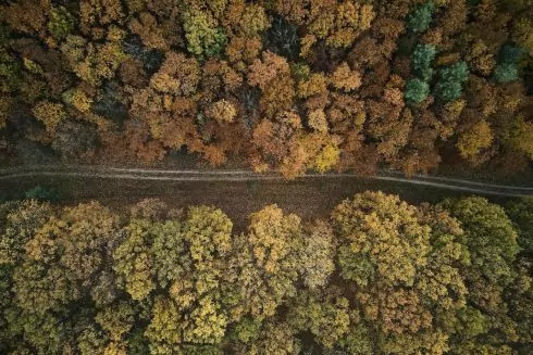 У Київській області ще мінімум рік не можна буде ходити до лісу &ndash; ДСНС