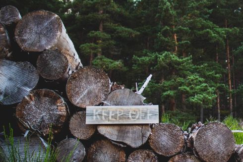У лісі під Києвом вирубали вікові дуби. Активісти звернулися до поліції