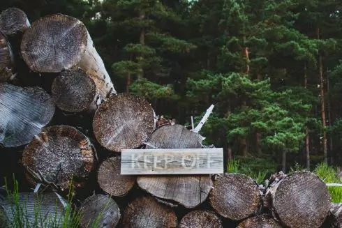 У лісі під Києвом вирубали вікові дуби. Активісти звернулися до поліції