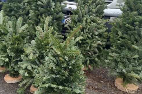 Скільки коштує ялинка на офіційних ярмарках у Києві: ціни