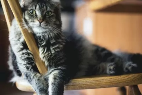 В Киеве заработал чат-бот для пристраивания животных