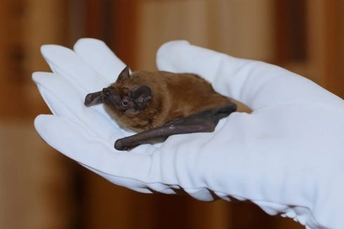 У Харкові понад 900 кажанів кілька років жили на балконі квартири &mdash; їх рятували три дні