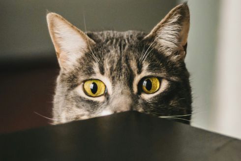 Перший музей котів відкриють у Канаді