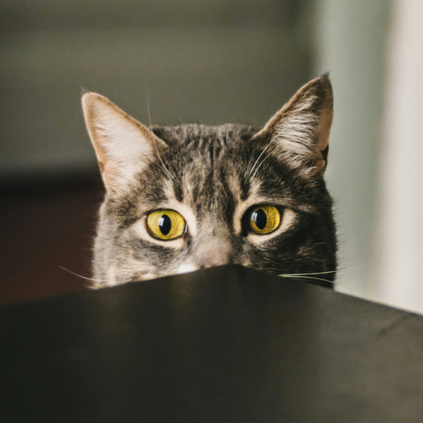 Перший музей котів відкриють у Канаді
