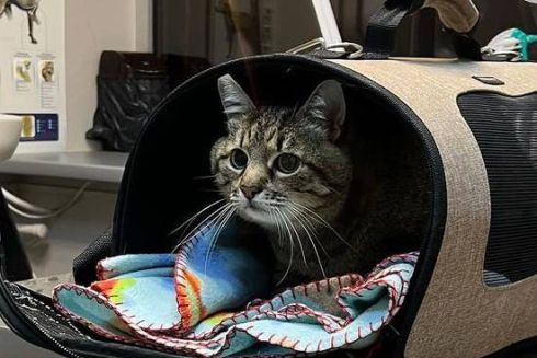 Зазнав стресу: кіт Степан захворів після масованого удару по Харкову