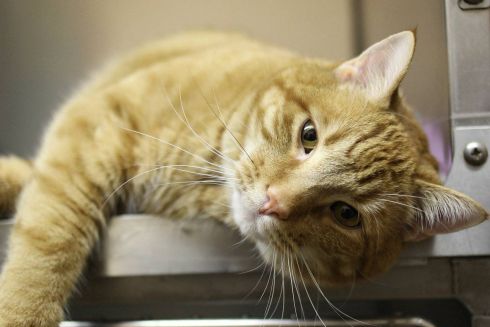 Киевские бездомные животные смогут получить круглосуточную медицинскую помощь. Куда обращаться