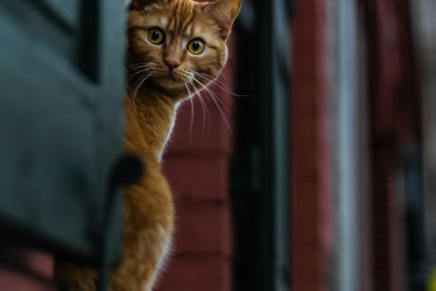 Амстердам встановить сходи для тварин уздовж каналів