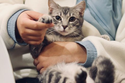 В Україні запустили першу держпослугу з ШІ — для оформлення ветліцензії