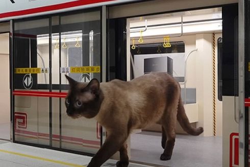 Китайський блогер створив мініатюрне метро для котів
