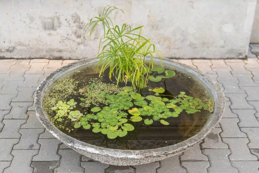 Фото: Как в Варшаве возрождают водное садоводство на месте старых клумб