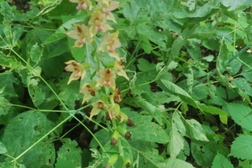 У Гідропарку з&rsquo;явиться ботанічна пам&rsquo;ятка природи з червонокнижними орхідеями