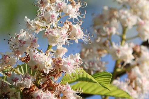 Для Киева разработали аромат с запахом каштана