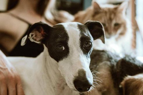 В Україні запустили сервіс для пошуку тварин, які загубилися під час війни