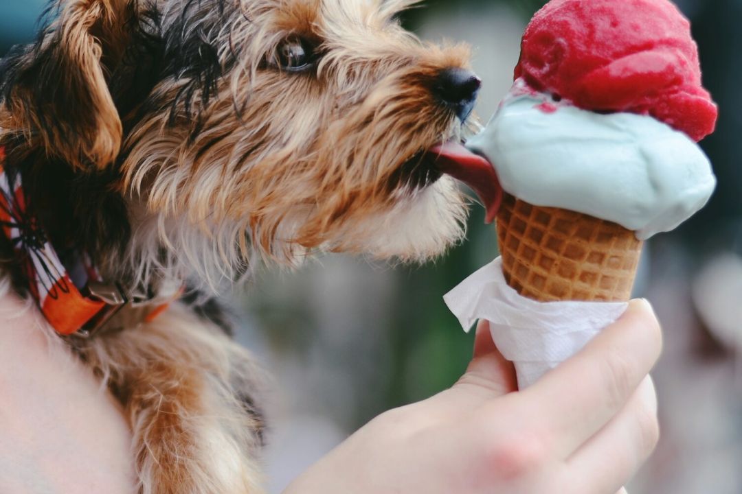 Де купити крафтове морозиво: 20 виробників з усієї України