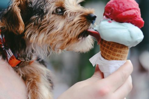 Де купити крафтове морозиво: 20 виробників з усієї України