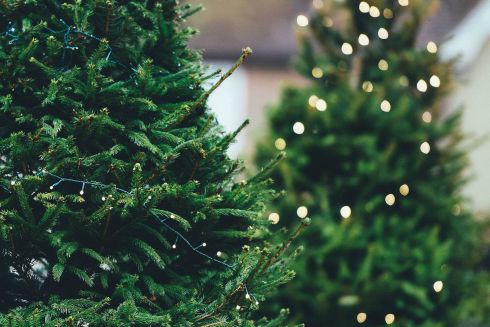 Куди здати ялинку на переробку в Києві: адреси по районах