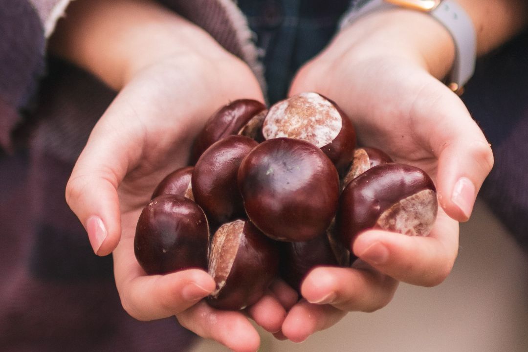 В Киеве работает прием каштанов: где и сколько стоит